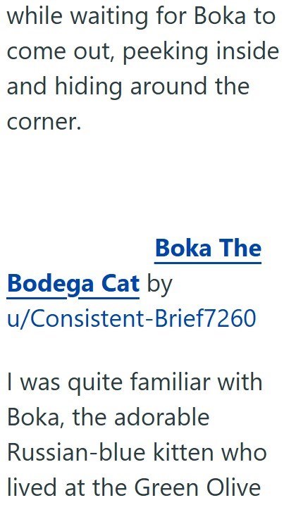 while waiting for Boka to come out, peeking inside and hiding around the corner. Boka The Bodega Cat by u/Consistent-Brief7260 I was quite familiar with Boka, the adorable Russian-blue kitten who lived at the Green Olive