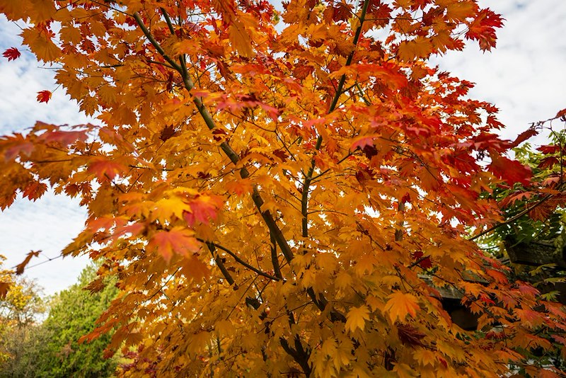 Maple tree covered in bright orange and red autumn leaves.