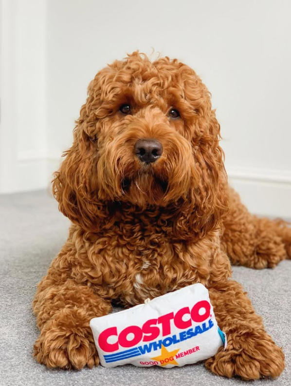 COSTCO WHOLESALE GOOD DOG MEMBER