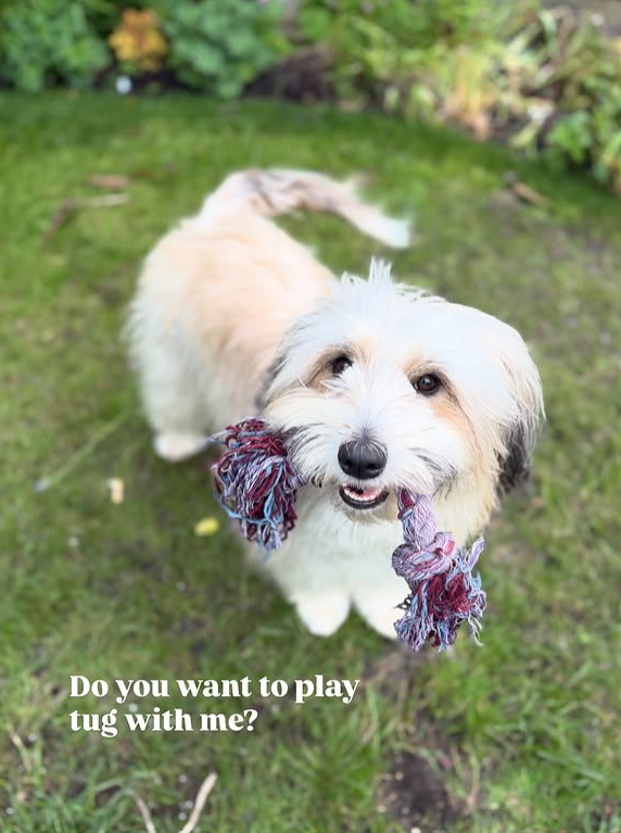 Do you want to play tug with me?