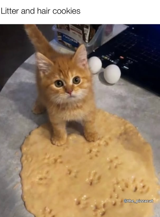 Litter and hair cookies @the_pizzacat