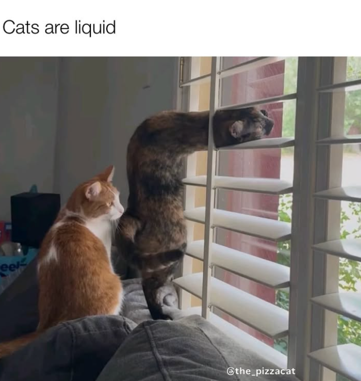 Cats are liquid eel the_pizzacat