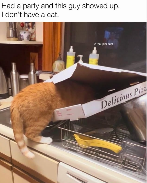 Had a party and this guy showed up. I don't have a cat. @the_pizzacat Delicious Pizz