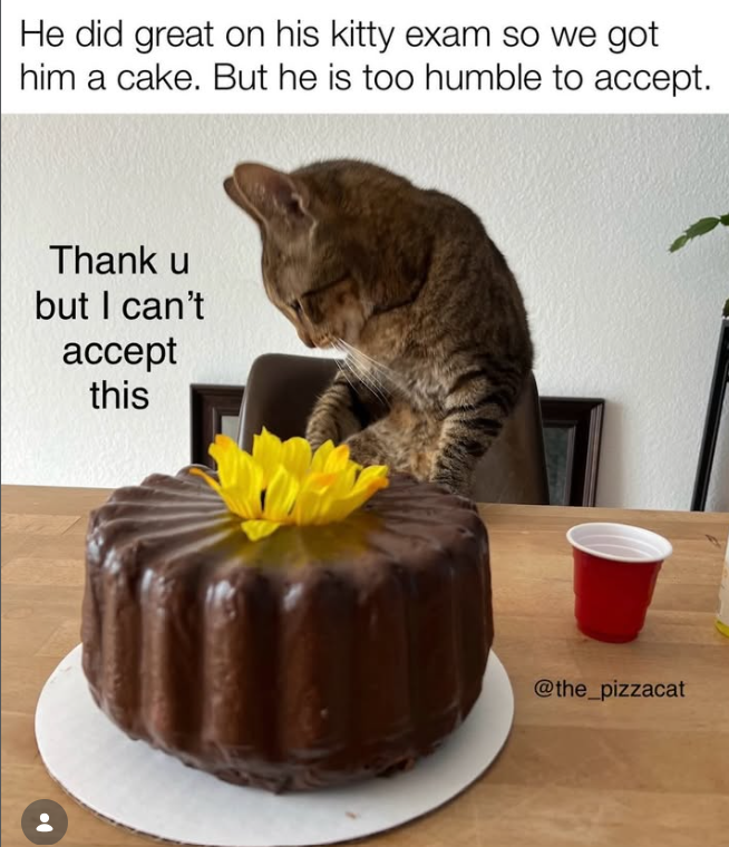 He did great on his kitty exam so we got him a cake. But he is too humble to accept. Thank u but I can't accept this @the_pizzacat