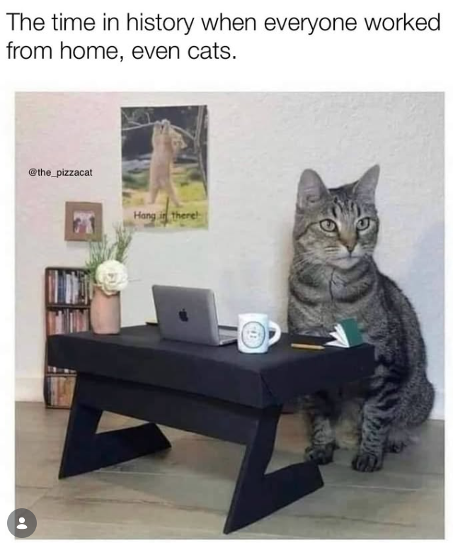 The time in history when everyone worked from home, even cats. @the_pizzacat 71 Hang in there!