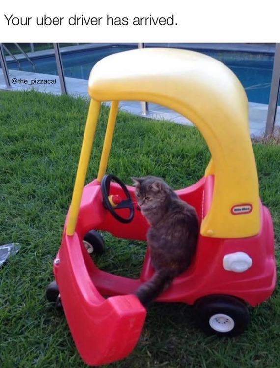 Your uber driver has arrived. @the_pizzacat 0