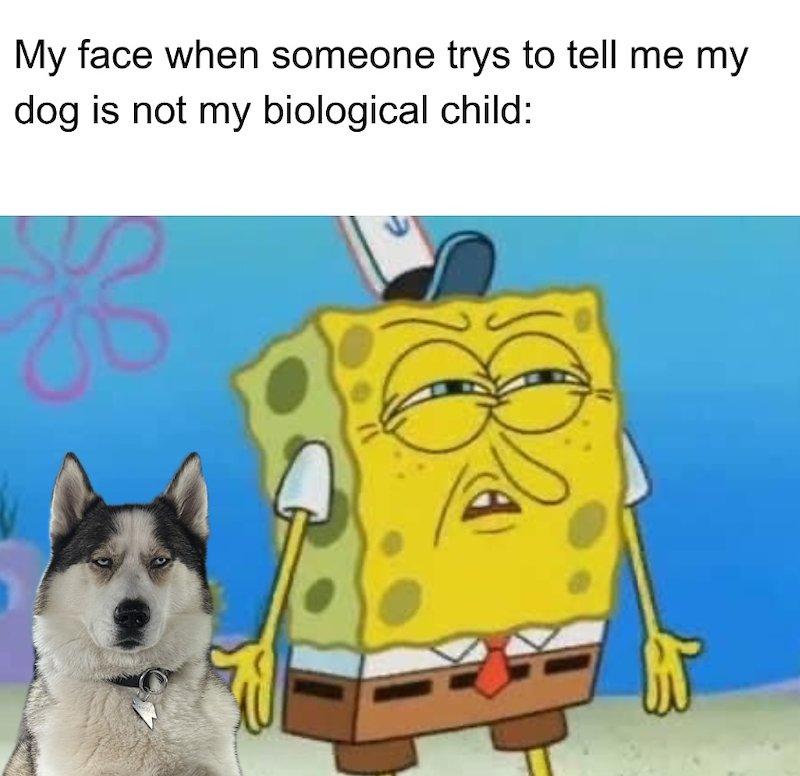My face when someone trys to tell me my dog is not my biological child: