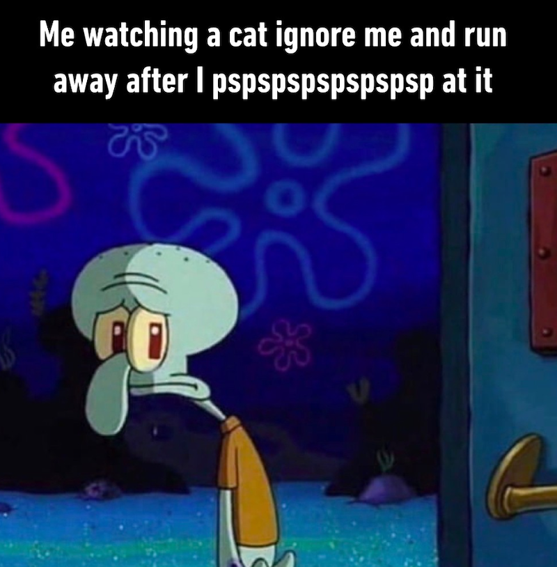 Me watching a cat ignore me and run away after I pspspspspspspsp at it