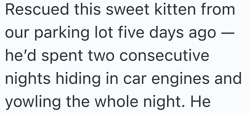 Rescued this sweet kitten from our parking lot five days ago he'd spent two consecutive nights hiding in car engines and yowling the whole night. He