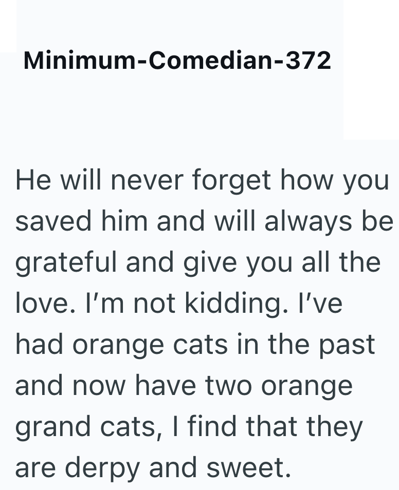 Minimum-Comedian-372 He will never forget how you saved him and will always be grateful and give you all the love. I'm not kidding. I've had orange cats in the past and now have two orange grand cats, I find that they are derpy and sweet.