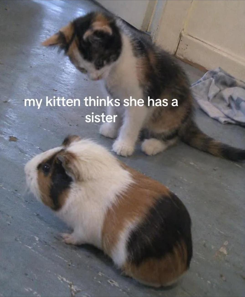 my kitten thinks she has a sister