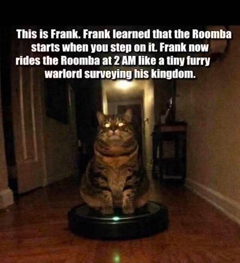 This is Frank. Frank learned that the Roomba starts when you step on it. Frank now rides the Roomba at 2 AM like a tiny furry warlord surveying his kingdom.