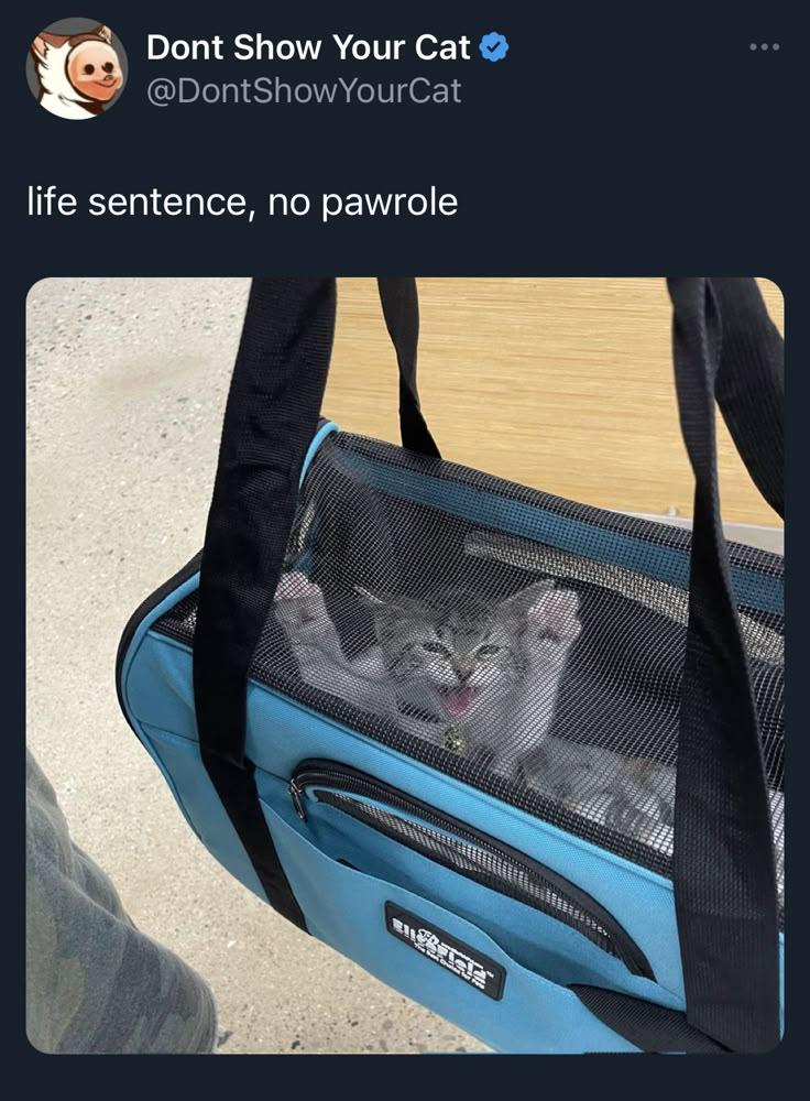Dont Show Your Cat @DontShowYourCat life sentence, no pawrole