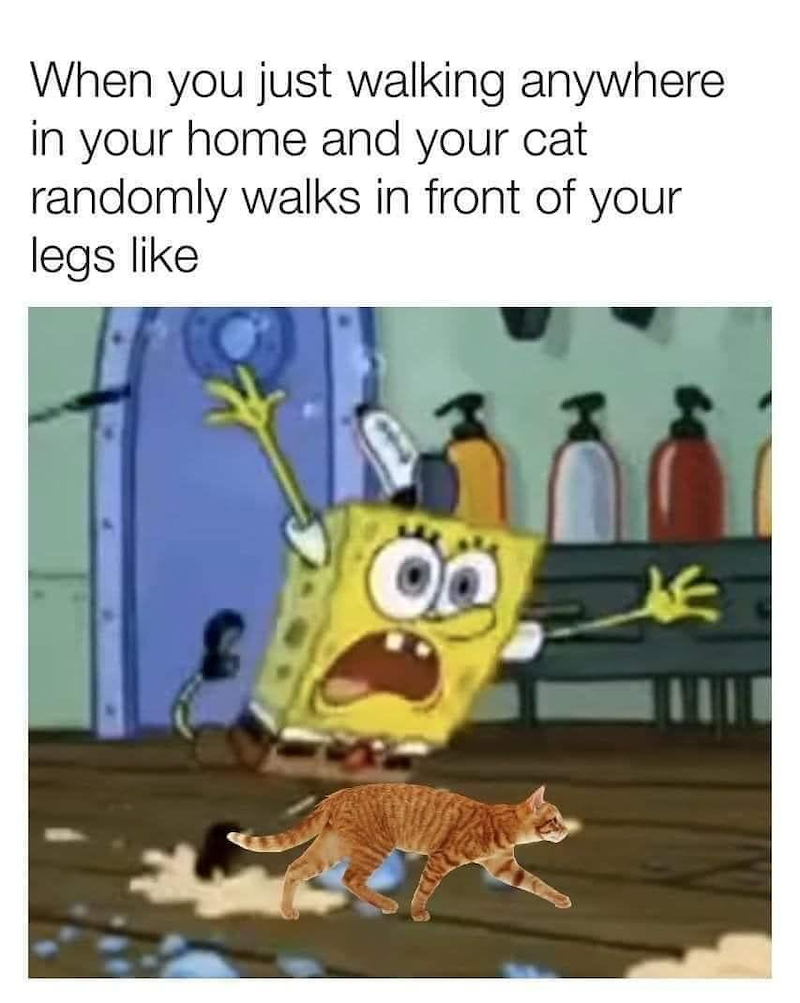 When you just walking anywhere in your home and your cat randomly walks in front of your legs like *