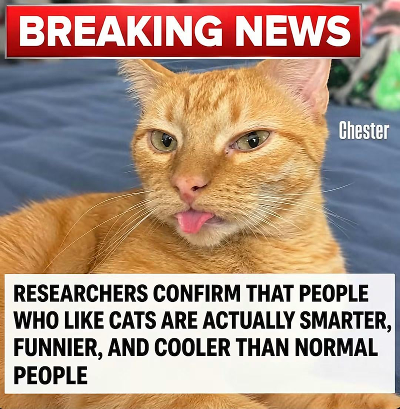 BREAKING NEWS Chester RESEARCHERS CONFIRM THAT PEOPLE WHO LIKE CATS ARE ACTUALLY SMARTER, FUNNIER, AND COOLER THAN NORMAL PEOPLE