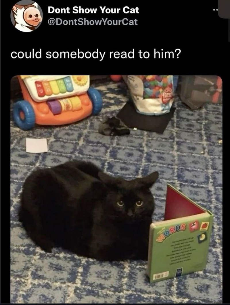 Dont Show Your Cat @DontShowYourCat could somebody read to him? 100 Firs WORD