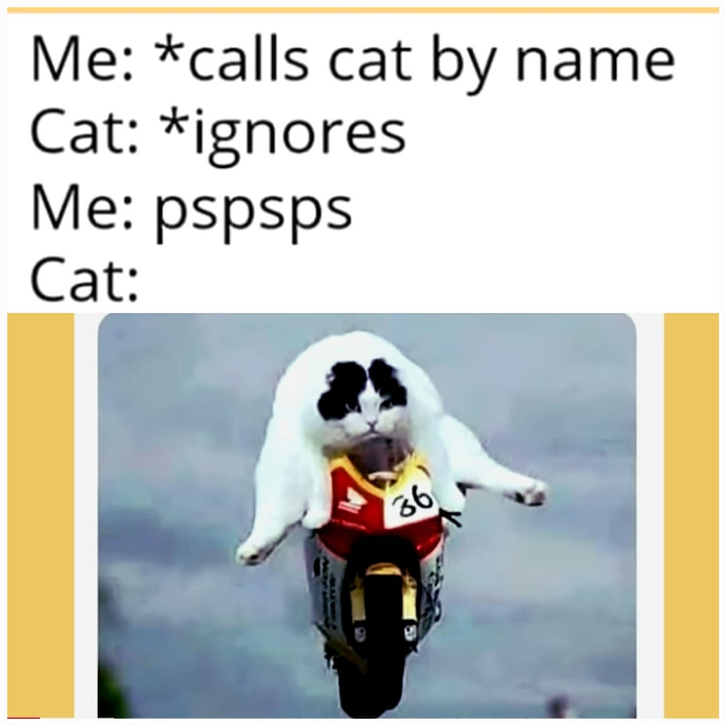 Me: *calls cat by name Cat: *ignores Me: pspsps Cat: 36