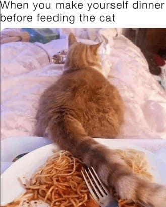 When you make yourself dinner before feeding the cat