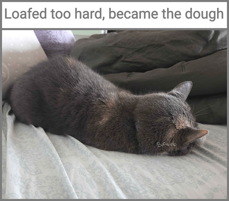 Loafed too hard, became the dough Sofielob