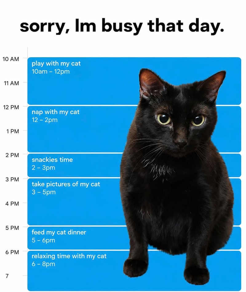 sorry, Im busy that day. 10 AM 11 AM play with my cat 10am - 12pm 12 PM nap with my cat 1 PM 2 PM 3 PM 4 PM 12 - 2pm snackies time 2-3pm take pictures of my cat 3- 5pm 5 PM feed my cat dinner 6 PM 7 5 - 6pm relaxing time with my cat 6-8pm