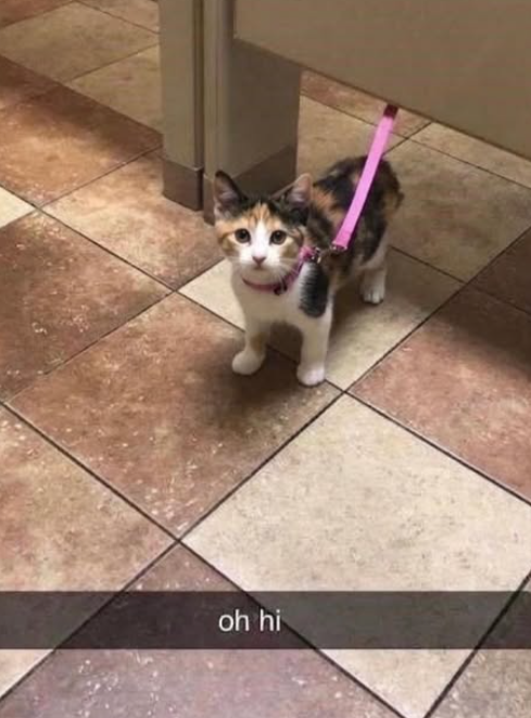 oh hi