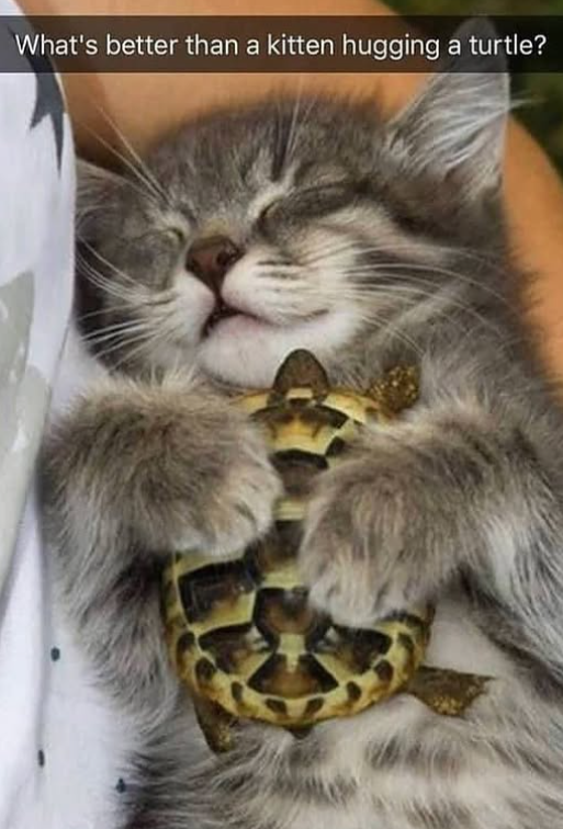What's better than a kitten hugging a turtle?