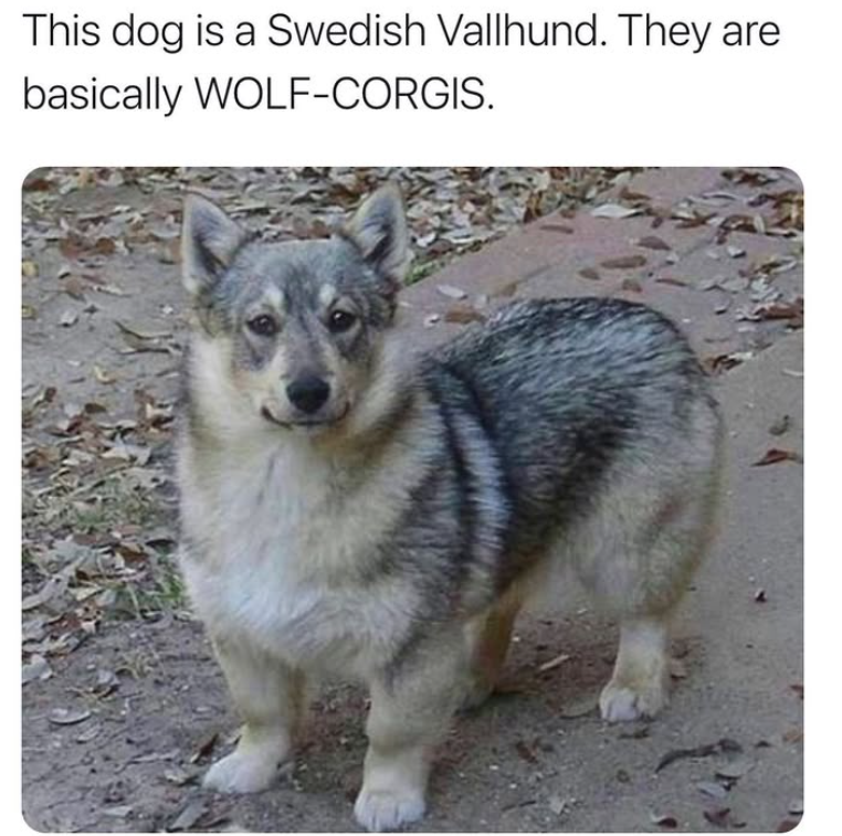 This dog is a Swedish Vallhund. They are basically WOLF-CORGIS.
