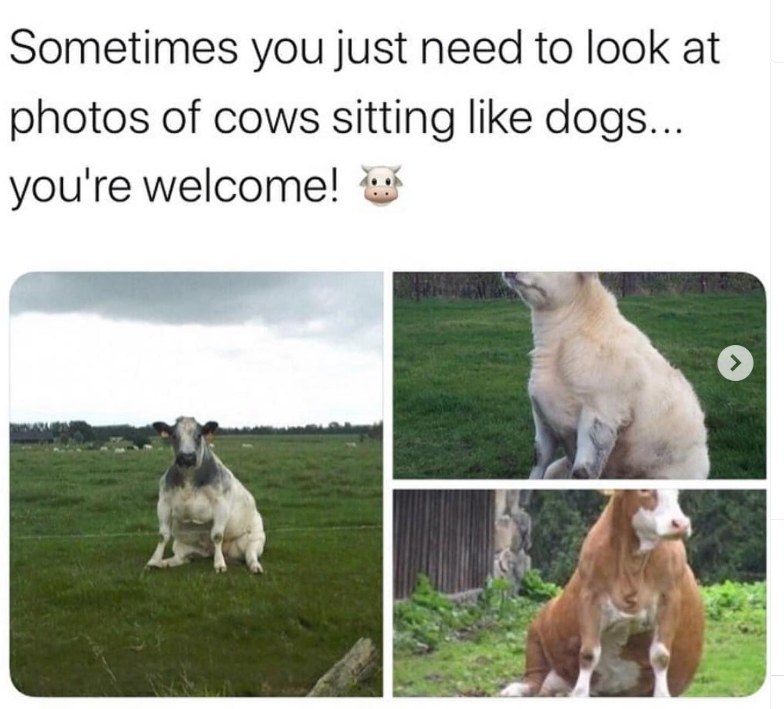 Sometimes you just need to look at photos of cows sitting like dogs... you're welcome!