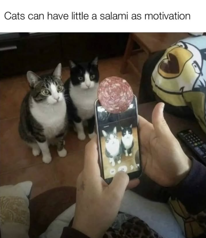 Cats can have little a salami as motivation