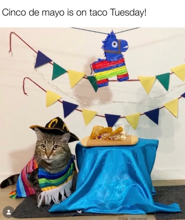 Cinco de mayo is on taco Tuesday! @the pizzacat