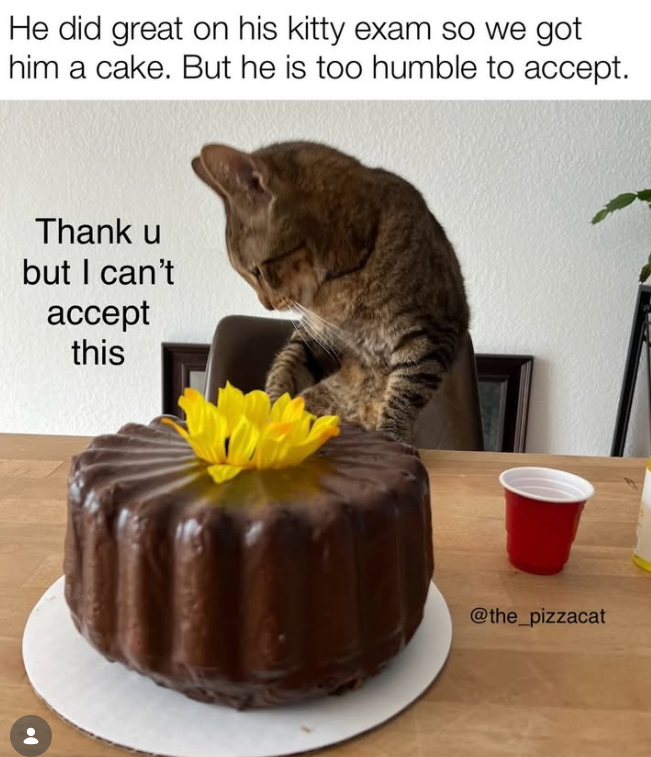 He did great on his kitty exam so we got him a cake. But he is too humble to accept. Thank u but I can't accept this @the_pizzacat