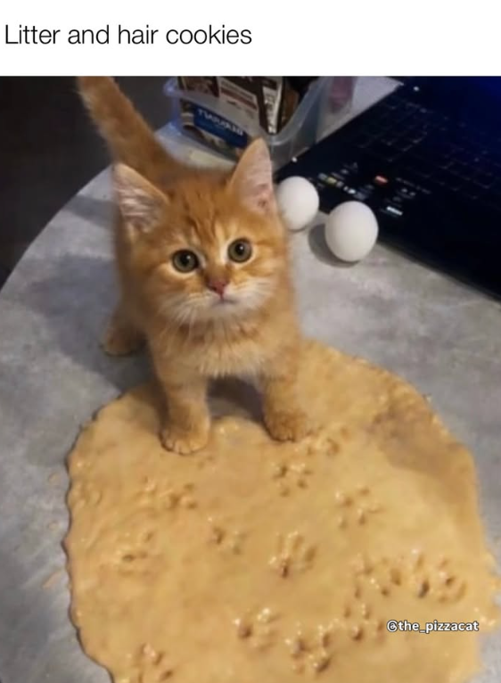 Litter and hair cookies @the_pizzacat
