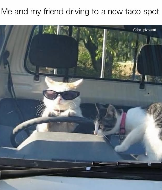 Me and my friend driving to a new taco spot @the_pizzacat