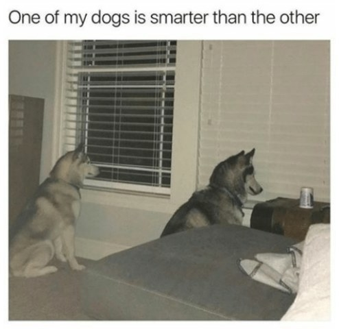 One of my dogs is smarter than the other