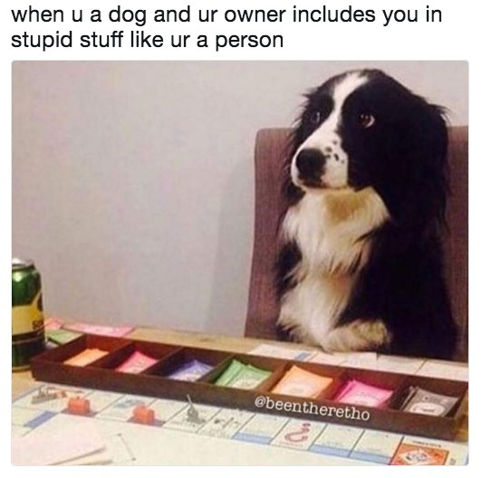 when u a dog and ur owner includes you in stupid stuff like ur a person @beentheretho