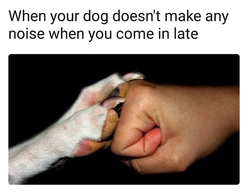 When your dog doesn't make any noise when you come in late