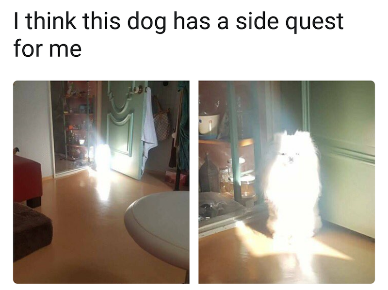 I think this dog has a side quest for me