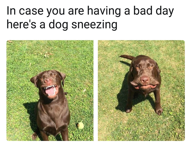 In case you are having a bad day here's a dog sneezing