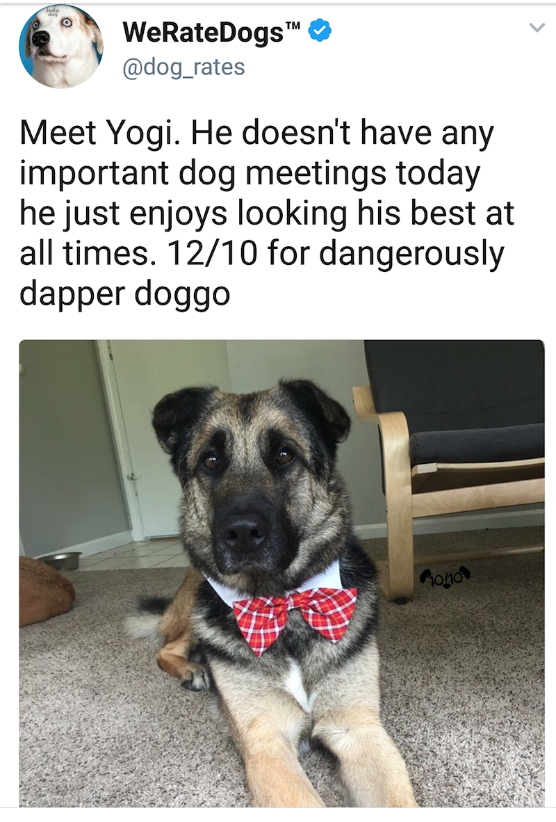 facts dog WeRateDogs™ @dog_rates Meet Yogi. He doesn't have any important dog meetings today he just enjoys looking his best at all times. 12/10 for dangerously dapper doggo