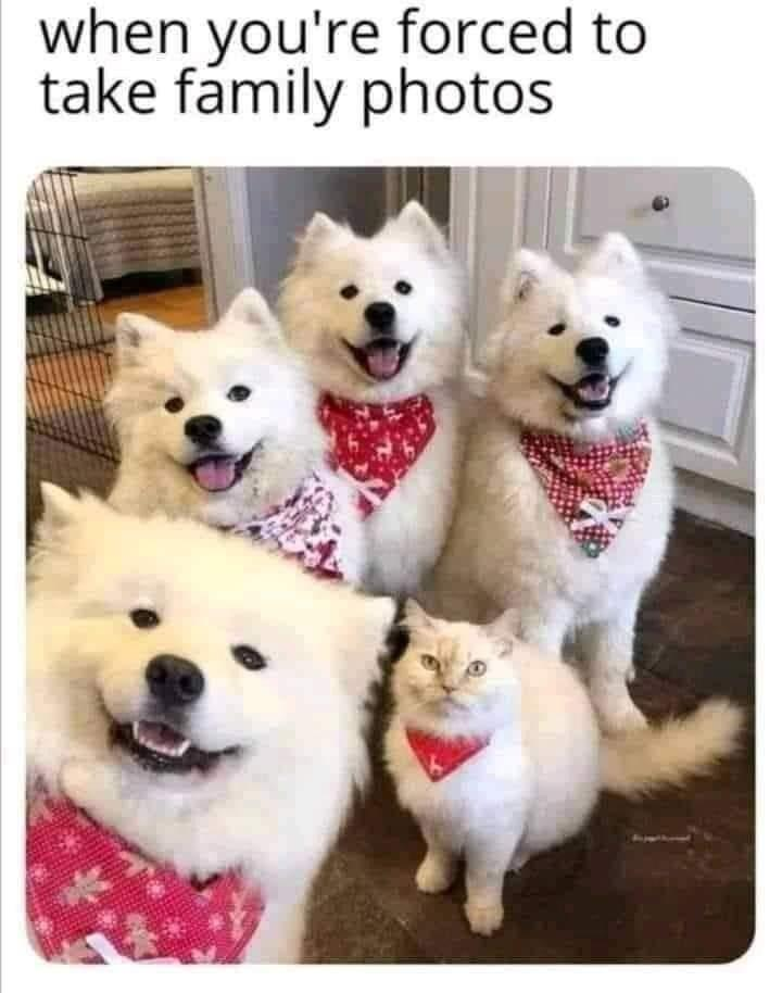 when you're forced to take family photos