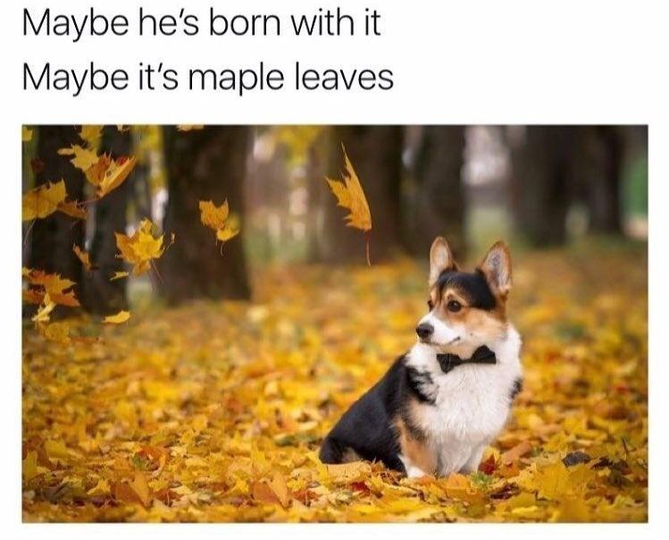 Maybe he's born with it Maybe it's maple leaves.
