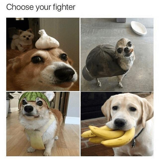 Choose your fighter