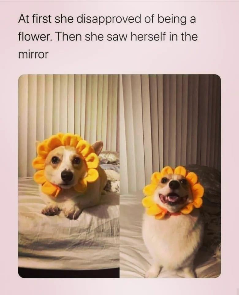 At first she disapproved of being a flower. Then she saw herself in the mirror