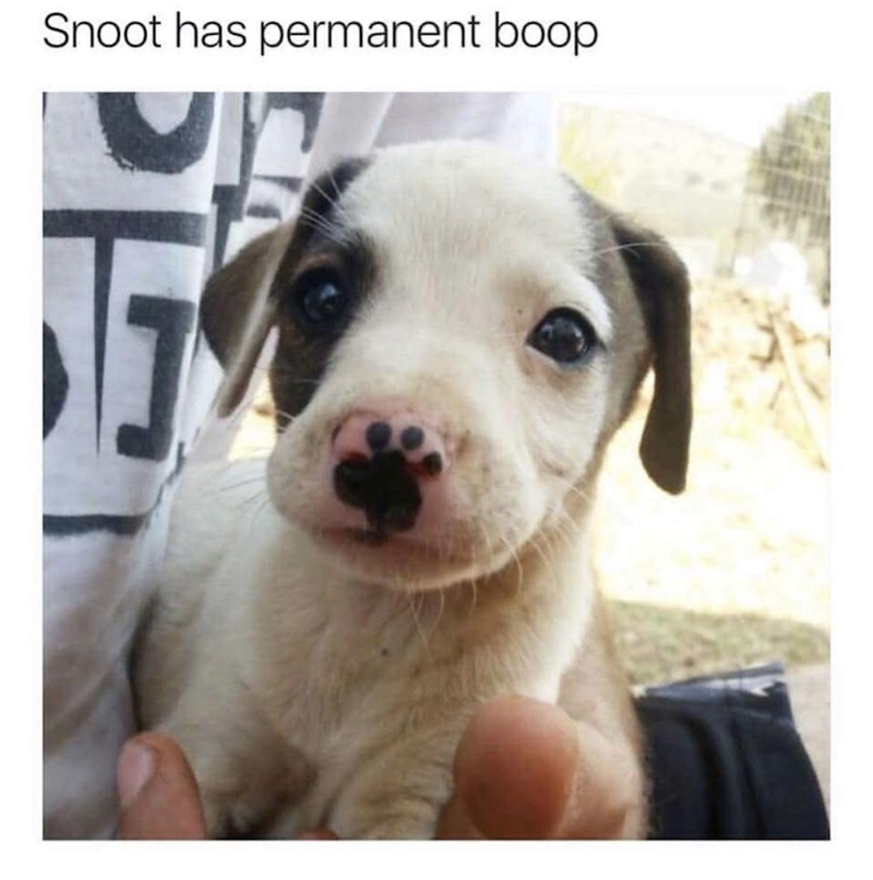 Snoot has permanent boop