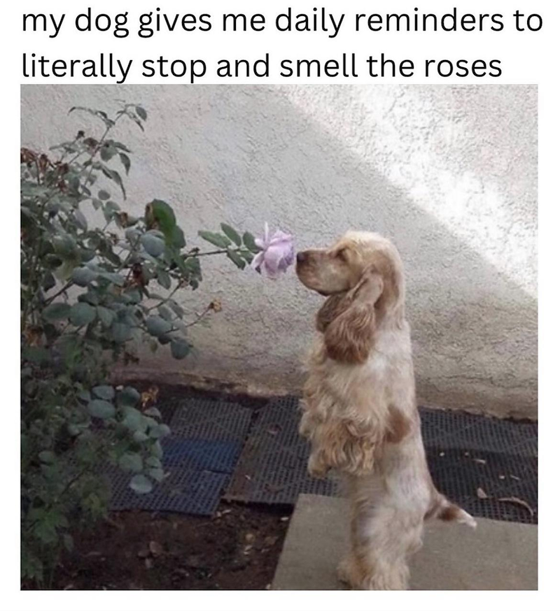 my dog gives me daily reminders to literally stop and smell the roses