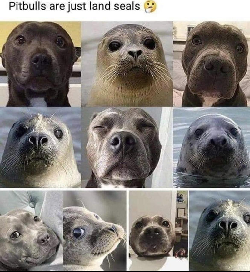 Pitbulls are just land seals
