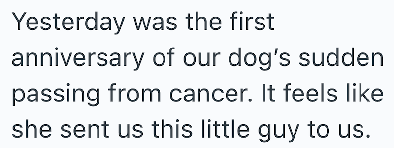 Yesterday was the first anniversary of our dog's sudden passing from cancer. It feels like she sent us this little guy to us.