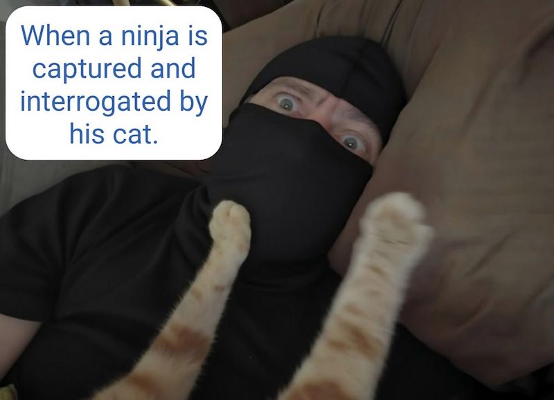 When a ninja is captured and interrogated by his cat.