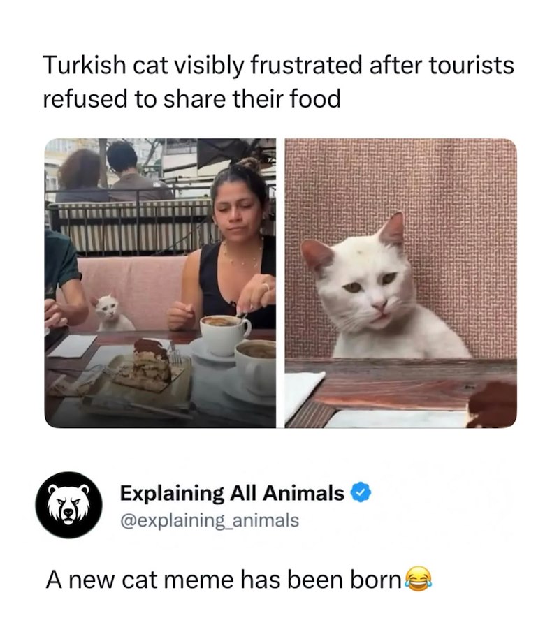 Turkish cat visibly frustrated after tourists refused to share their food Explaining All Animals ✔ @explaining_animals A new cat meme has been born