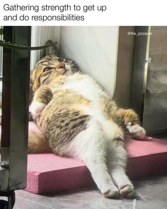 Gathering strength to get up and do responsibilities @the_pizzacat